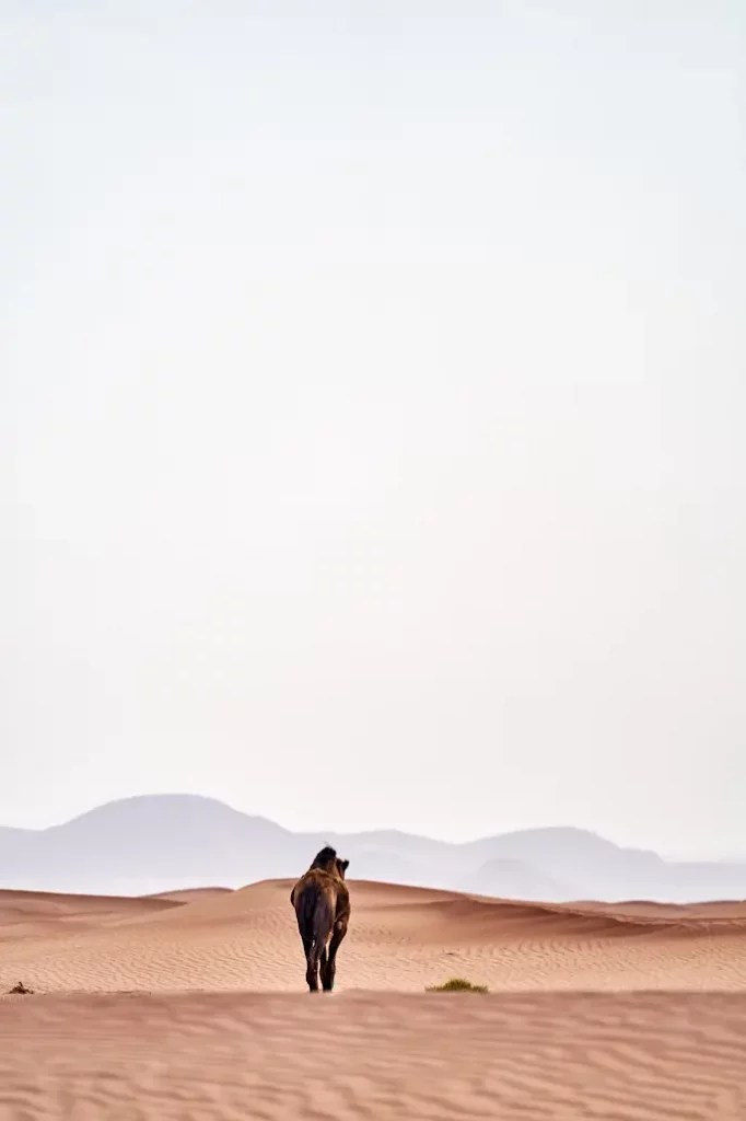 Caravane de dromadaires en route dans le Sahara marocain