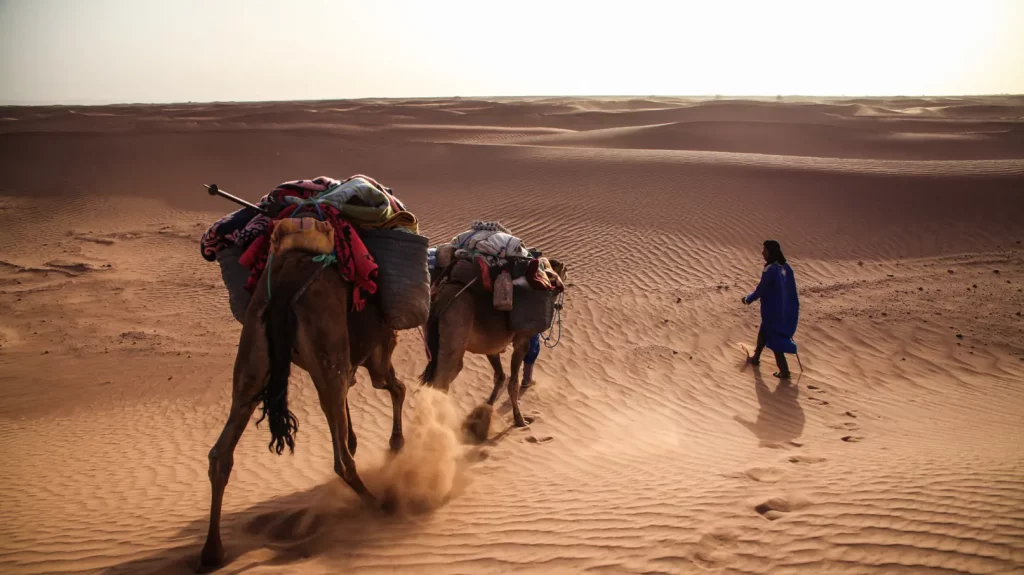 Nomade guidant une caravane de chameaux dans le désert de M’Hamid
